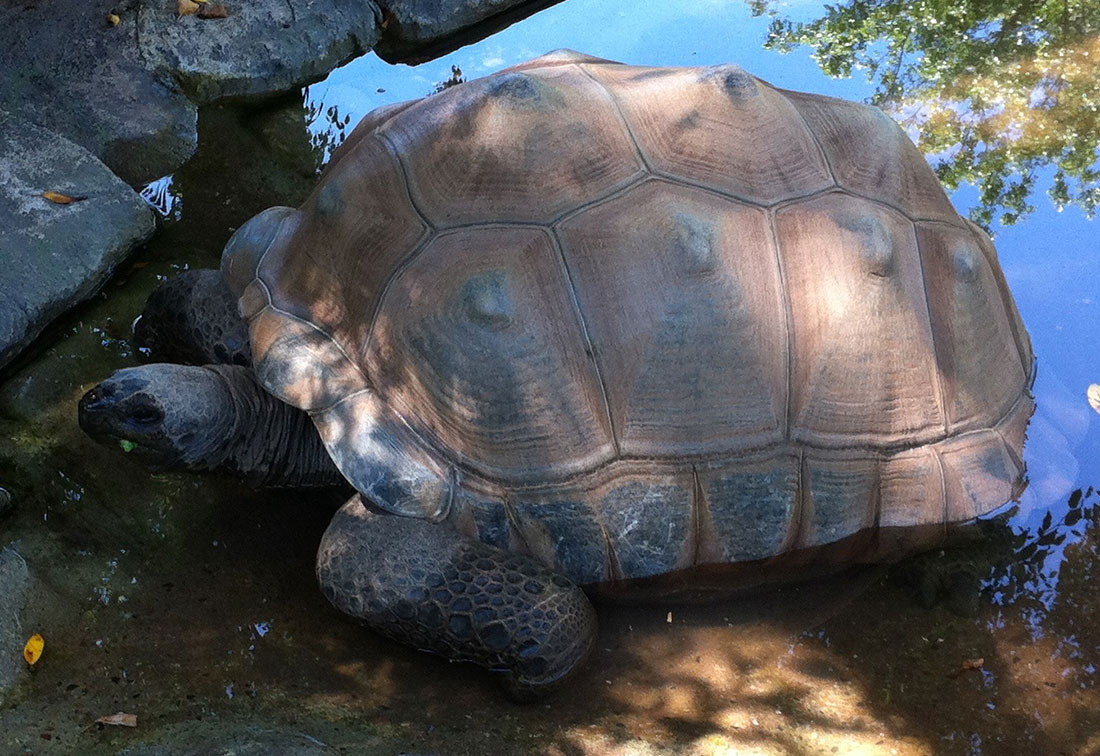 Bild einer Riesenschildkröte