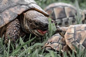 Schildkröten-Futter
